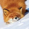 foxkillz