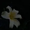 angl8ee