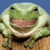 djungelratta