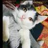 LILLY KHAN VLOGS