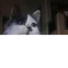 alrggf1