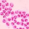 lyamrulab