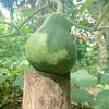 berkebunsehat7070