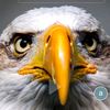 alfredo.freites84