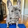 Bruno my Frenchie
