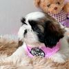 brownies_shihtzu