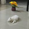 mohamed.ghariani76