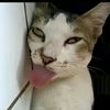 mieayam_509