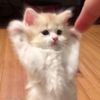 peachiipuffy
