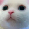 peko_love_