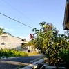 ikasinaga088