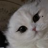 lolo1112008