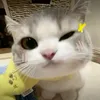 nguyen.linh1606