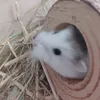 sushirolldhamster