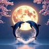 hind.amina6