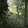 naturalbenji