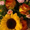 sunflowertk9