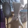 oli_.o3