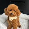 toypoodlemorris