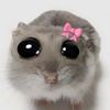 kshvsy