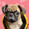 chloethepug.ph