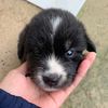 chok_dee80