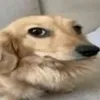 vendedordegoiaba_