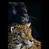 haroon.afridi88