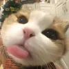 cassandra_nics