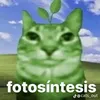 mrkatte