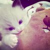 ranit.4youu