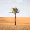samir_alhozairl