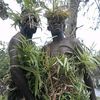 hermanauti