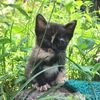 happycat858