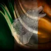 rastaeire