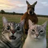 coolvideo104