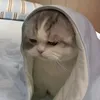 unknown_untitled