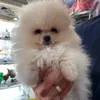 pipoca5759