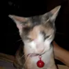rt_amand4
