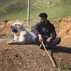 _pzhdary