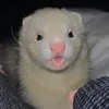 slinkysid