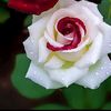 la_rosee78