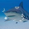 ilovesharks121