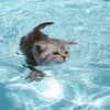 Petfunnytime1996