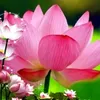 huy2_hoang