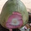 asef.kalaroeng