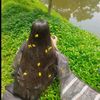 anisa123445566