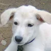 lucreciobongato