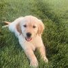 teddydaisygoldens