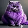 pipidasterrr000